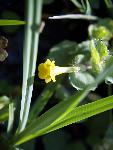 Roundleaf Monkey Flower