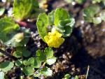 Roundleaf Monkey Flower