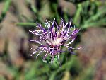 Dotted Gayfeather