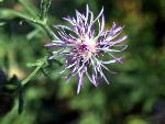 Dotted Gayfeather