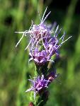 Dotted Gayfeather