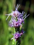 Dotted Gayfeather