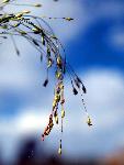 Witchgrass