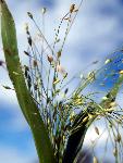 Witchgrass