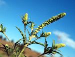 Common Ragweed