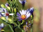 Purple Aster