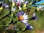 Purple Aster