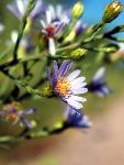 Purple Aster