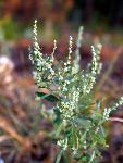 Netseed Lambsquarters