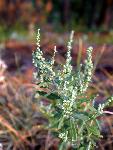 Netseed Lambsquarters