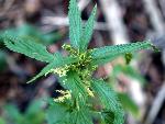 Stinging Nettle