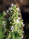 Catnip