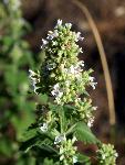 Catnip