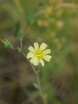 Rush Skeletonweed