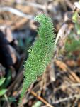 Western Yarrow