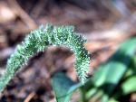 Western Yarrow