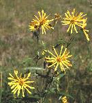 Maximilian Sunflower