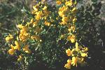 Prairie Goldenpea