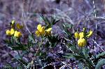 Prairie Goldenpea