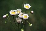 Low Fleabane