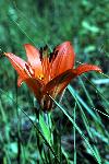 Wood Lily