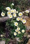 Low Fleabane