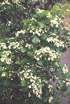 Fleshy Hawthorn