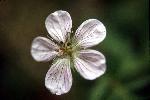 Bicknell Geranium