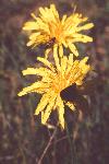 False Dandelion