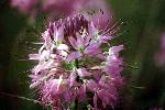 Rocky Mountain Beeplant