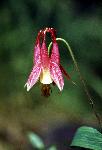 Wild Columbine
