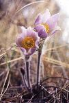 Pasqueflower