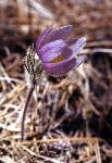 Pasqueflower