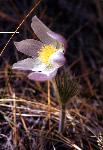 Pasqueflower