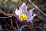 Pasqueflower