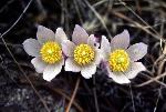 Pasqueflower