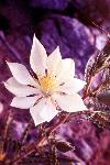 Tenpetal Blazingstar