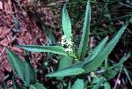 Wild Lily-of-the-Valley