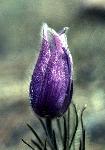 Downy Gentian