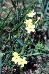 Cleft Gromwell