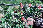 Wild Columbine