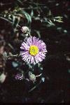 Threenerve Fleabane