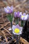 Pasqueflower