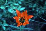 Wood Lily