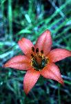 Wood Lily