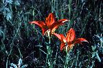 Wood Lily