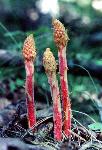 Pinedrops