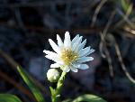 White Prairie Aster