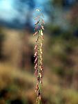 Side-oats Grama