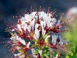 Clammyweed